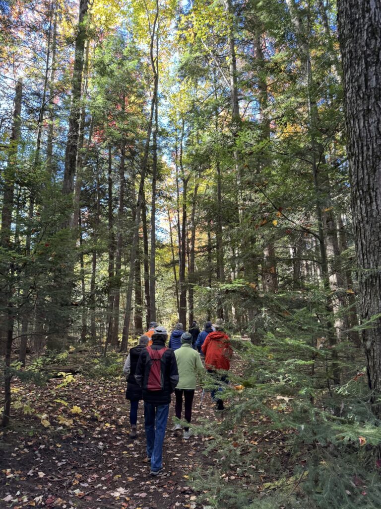 Fall Hike2 A group of people in colourful jackets walking through a forest with the floor carpeted in leaves