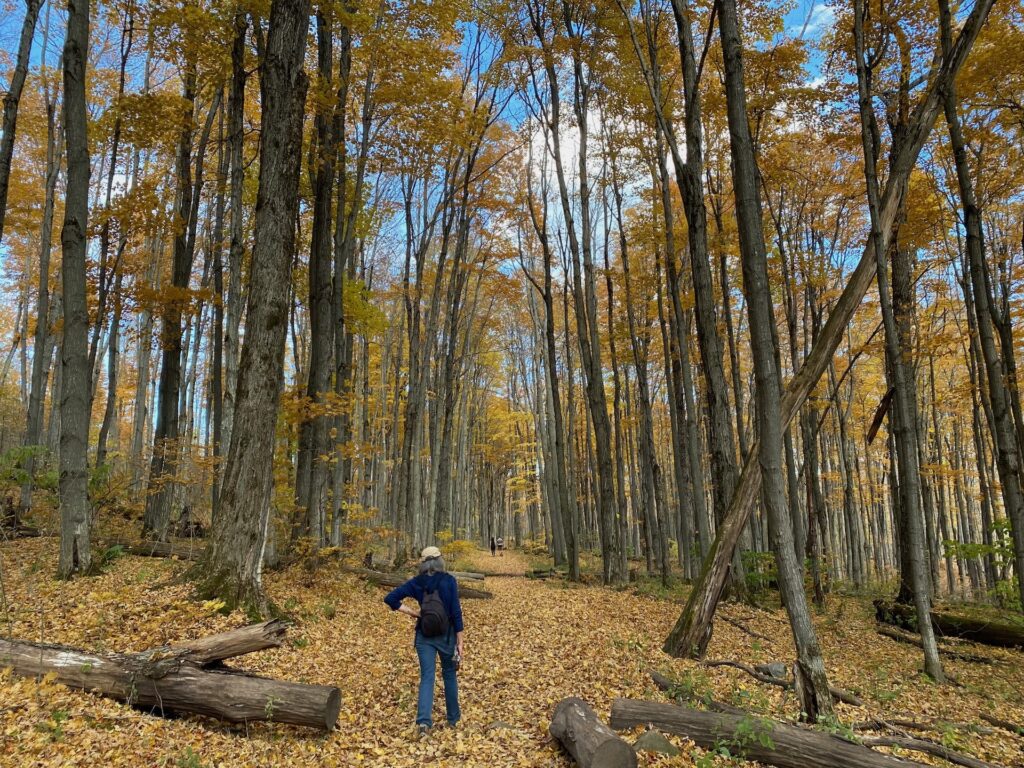 fall hike1 copy Photo of person from behind wearing dark clothing and hiking through the forest with the ground carpeted in yellow leaves during autumn